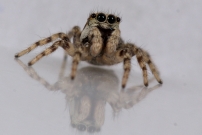 Un mle (Araneae - Salticidae - Salticus mutabilis)